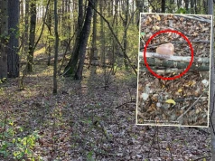 Pokazała, co zastała w lesie. "Marzenie każdego grzybiarza"