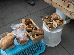 Zbierasz grzyby na sprzedaż? W tych przypadkach trzeba zapłacić podatek