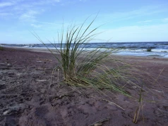 Plaża w Mielnie zrobiła się fioletowa. Wyjaśniamy, skąd wzięło się to niezwykłe zjawisko