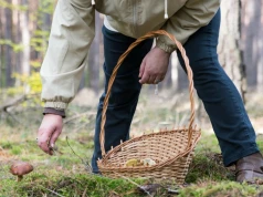 Zbierają grzyby i sprawdzają je z aplikacją. "Widzę w tym wielkie ryzyko"