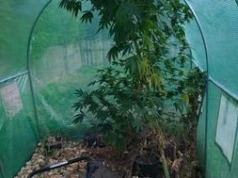 Hodował giganta w szklarni. Grożą mu 3 lata więzienia