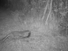 Wydra przed obiektywem. Kolejne dzikie zwierzę nagrane w Jaworznie