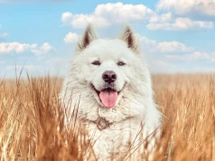 Yogi – psi influencer – odwiedzi Future Pet Food w Expo Kielce