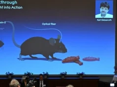Neurony sterowane światłem. Nobel 2026 za optogenetykę