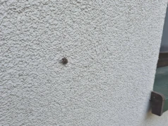 Przybyła z Chin i właśnie pcha się do mieszkań. Jak się pozbyć intruza?