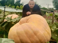 350-kilogramowa dynia z Lututowa. I wciąż rośnie! Hodowca pobił wynik zwycięzcy konkursu