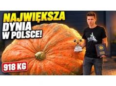 Największa dynia w Polsce