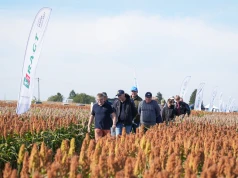 Sorgo przyciąga uwagę rolników. Te odmiany pokazano na polu