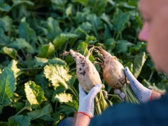 Plantatorzy buraków cukrowych są załamani. Najnowszy raport nie zostawia złudzeń