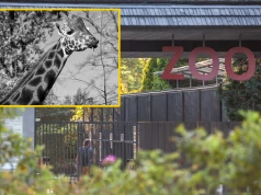Smutna wiadomość z krakowskiego zoo. Nie żyje żyrafa Denar