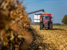 „Rolnicy nawet nie odpalają suszarni”. Co dzieje się z cenami kukurydzy podczas żniw?