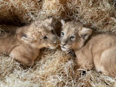 Wielki sukces hodowlany! Po ponad 20 latach w łódzkim zoo ponownie urodziły się lwy azjatyckie