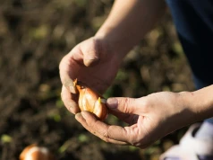 Posadziłam żonkile według prostej zasady. Wszystkie kiełkują i nie gniją