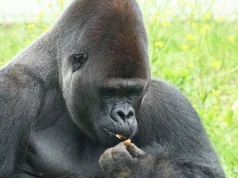 Mieszkańcy odpowiedzieli na apel ZOO. Zwierzęta mają już pełne zapasy
