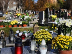 Chryzantemy dłużej postoją na grobie. Wystarczy jeden prosty zabieg