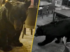 Uchwycili dużego niedźwiedzia w restauracji w USA. "Nie spieszył się z wyjściem"