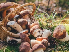 40 borowików w jednym koszyku. W tych lasach grzybów jest teraz najwięcej