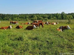 ARiMR daje do 150 tys. zł na inwestycje. Hodowcy bydła i świń mogą już składać wnioski