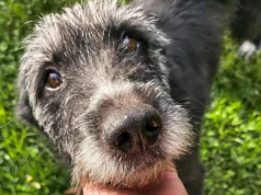 Żył w strasznych warunkach. Teraz czeka na adopcję