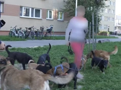 Kobieta trzyma 25 psów w małym mieszkaniu na Mokotowie. 'Dla mnie psy są ważniejsze niż sąsiedzi'