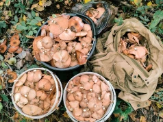 Grzybobranie może skończyć się tragicznie. W Radomiu pokażą, jak uniknąć zatrucia