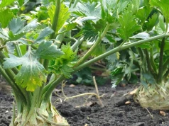 Odgarnij ziemię wokół selera. Trik przy korzonkach daje ogromne bulwy