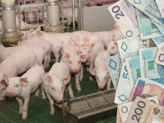 Ile kosztują prosięta? Nawet 150 zł mniej za sztukę niż rok temu