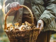 Zatrucie grzybami może zniszczyć wątrobę. Liczy się szybka reakcja