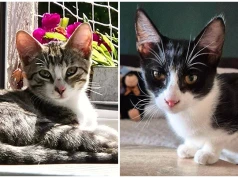 Pięciomiesięczne kocie rodzeństwo poleca się do adopcji