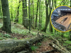 "Nie wszystko, co znajdziemy jest grzybem". Groźne znalezisko w lesie