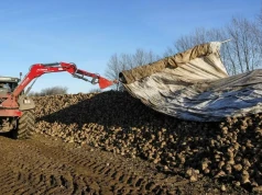 KGS proponuje 26 euro za tonę buraków. Plantatorzy wyliczyli aż 3500 zł straty z hektara