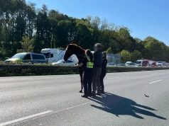 Koń przebiegł kilka kilometrów po A2, kierowca ciężarówki zdołał go zatrzymać