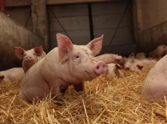 Ceny tuczników w UE nadal niskie. Dane o kosztach produkcji niepokojące