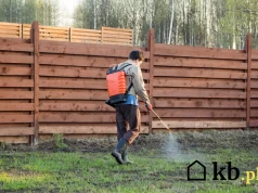 Mech wraca mimo grabienia? Trawnik może mieć zupełnie inny problem
