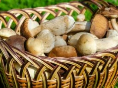 W tych miejscach obrodzi grzybami. Warto przygotować ogromne kosze, idąc do lasu