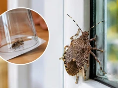 Wchodzą do domów przez okna. Pod żadnym pozorem ich nie zgniataj