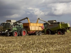 Jedni koszą 10 ton kukurydzy, inni tylko 3,5. Ile dziś płacą skupy?
