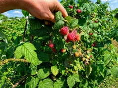 Maliny wciąż dobrze płacą. Na skupie do 19,50 zł/kg