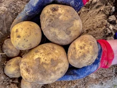 Kogo największa? Finał konkursu „Na największą wielkopolską pyrę oraz potrawę z pyry”