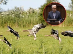 Rolnicy dostaną rekompensaty za zniszczone pola? Sejm zdecydował