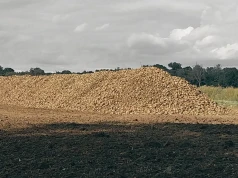 Wykopali już 20 tys. ha buraków. Plony niższe, ale jeden wynik cieszy plantatorów
