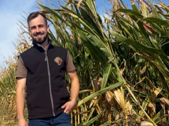 15 t/ha kukurydzy na mąkę. Rolnik pokazuje ile zarabia