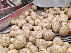Ziemniaki po 50 gr/kg. Jeden rolnik zarabia, drugi liczy straty. Jak idą wykopki 2026?