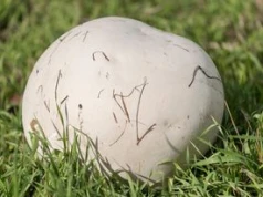 Jeden z największych grzybów świata znaleziono w Łódzkiem. Gigantyczna czasznica olbrzymia rosła przy trasie ekspresowej S8 pod Zduńską Wolą