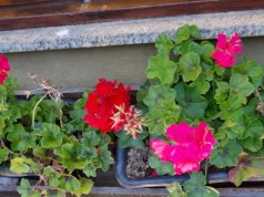 Niemiecka metoda na zimowanie pelargonii. Wiszą „do góry nogami”