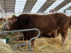 24 rasy, 2000 sztuk bydła, a limousin królową tegorocznych targów