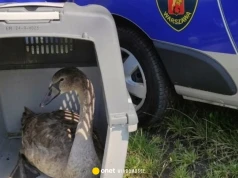 Chory łabędź przy Kanale Żerańskim. Strażnicy ruszyli na pomoc