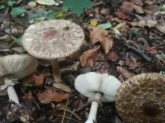 Czubajnik w lesie. Czy ten grzyb na pewno jest bezpieczny?