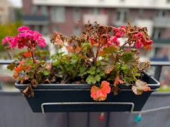 Nie wyrzucaj pelargonii po sezonie. Zaoszczędzisz wiosną