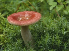 Wygląda jak trujący muchomor, a uchodzi za przysmak. Wielu omija go w lesie